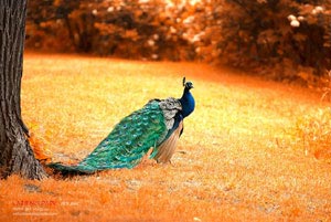 澳大利亚游泳选手打破世界纪录：速度与心灵的双重胜利