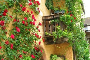 澳大利亚游泳选手打破世界纪录：速度与心灵的双重胜利